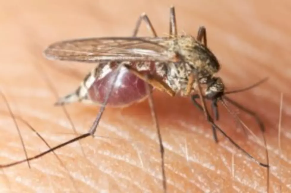 Mosquitoes a Concern for Flood Evacuees due to Standing Water