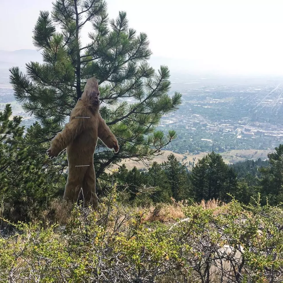Montana Public Asked to Help Find Stolen Sasquatch