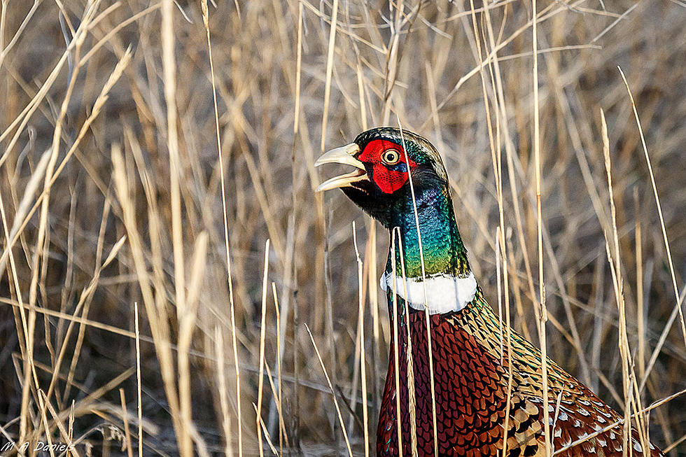 Youth Pheasant, Waterfowl Hunt Starts Next Weekend in Montana