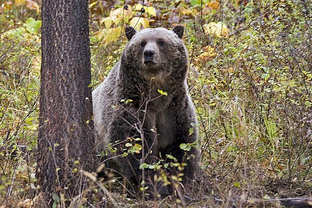 FWP Records Three Grizzly Bear Fatalities
