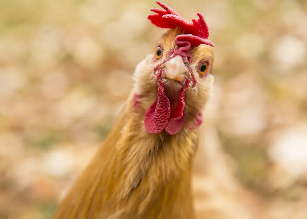 DPHHS Suggest Steps to Stay Healthy When Interacting With Live Poultry