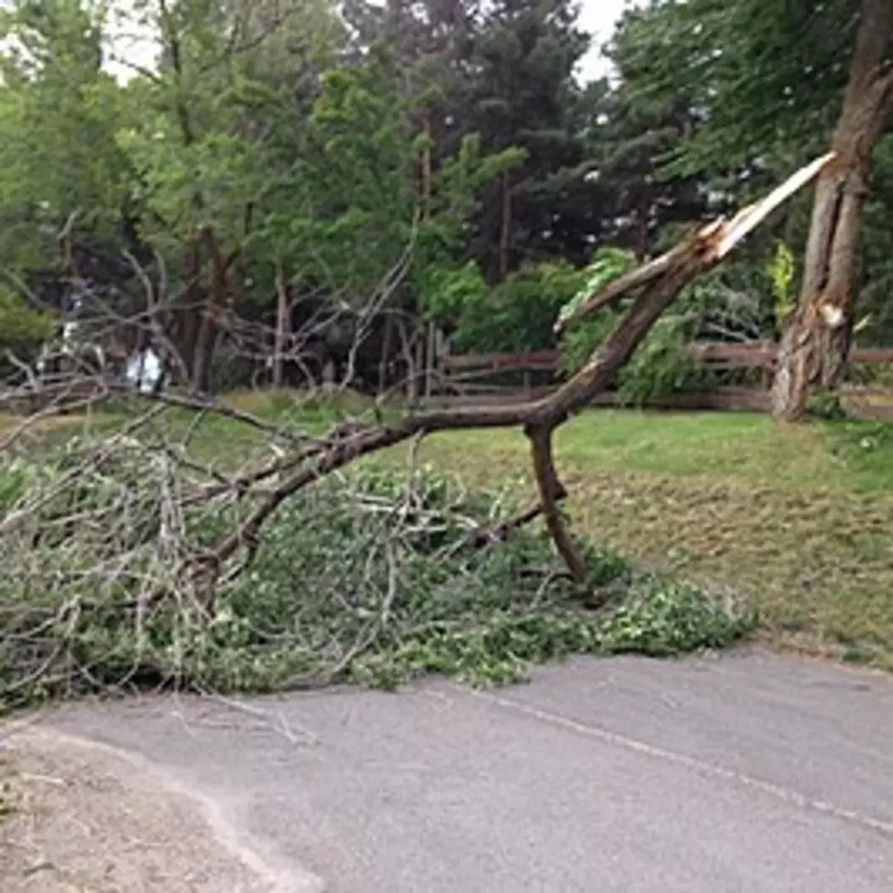 Sunday’s Storms Bring Down Trees and Power Lines