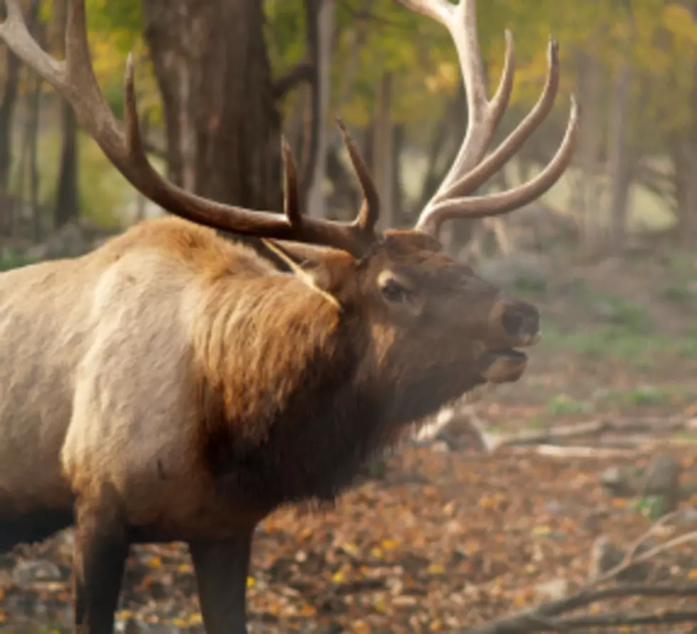 Chronic Wasting Disease Found in Wild Elk – First in Montana