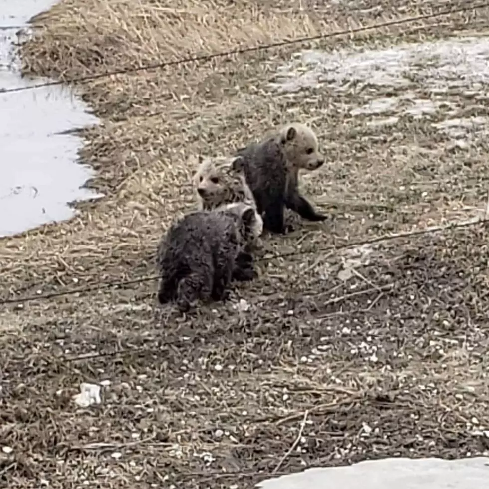 FWP Takes in Three Orphaned Grizzly Bear Cubs Near Dupuyer