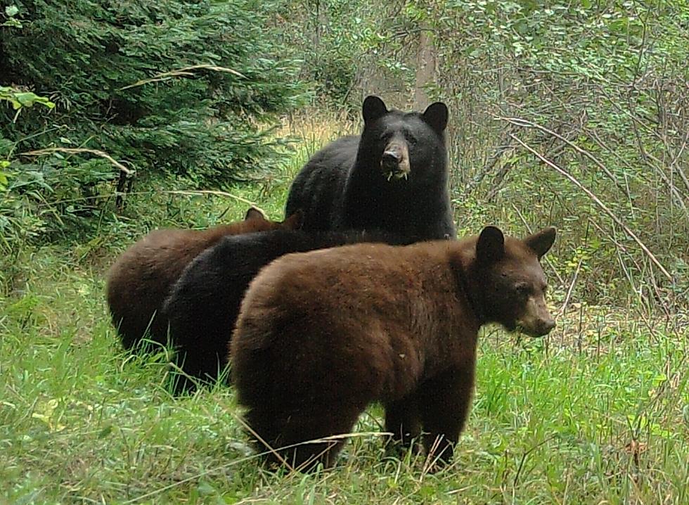 The Challenge of Getting Neighbors to Stop Attracting Bears