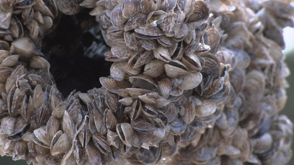 Check Stations Find Invasive Mussels on 21 Out of State Boats