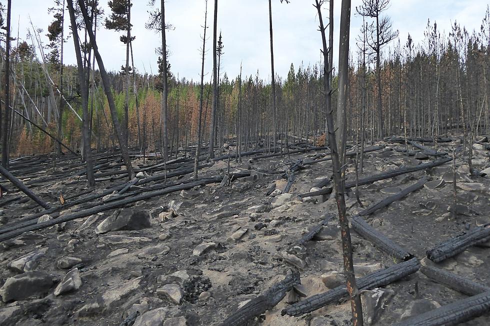 Montana Forestry Specialist Dr. Peter Kolb Shares Wildfire Pictures