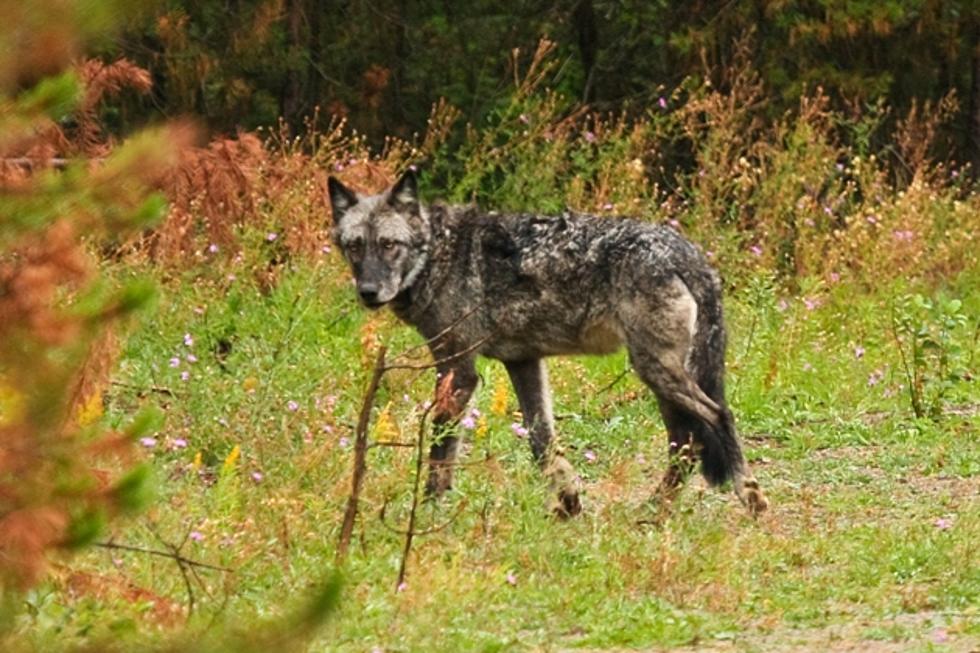Wolf Snaring and Trapping Education Offered by Montana Groups
