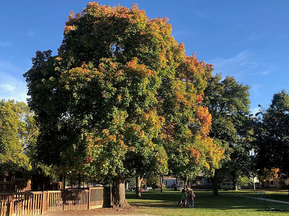 Missoula Says &#8216;Tree Tapping&#8217; City-Owned Maples is Illegal