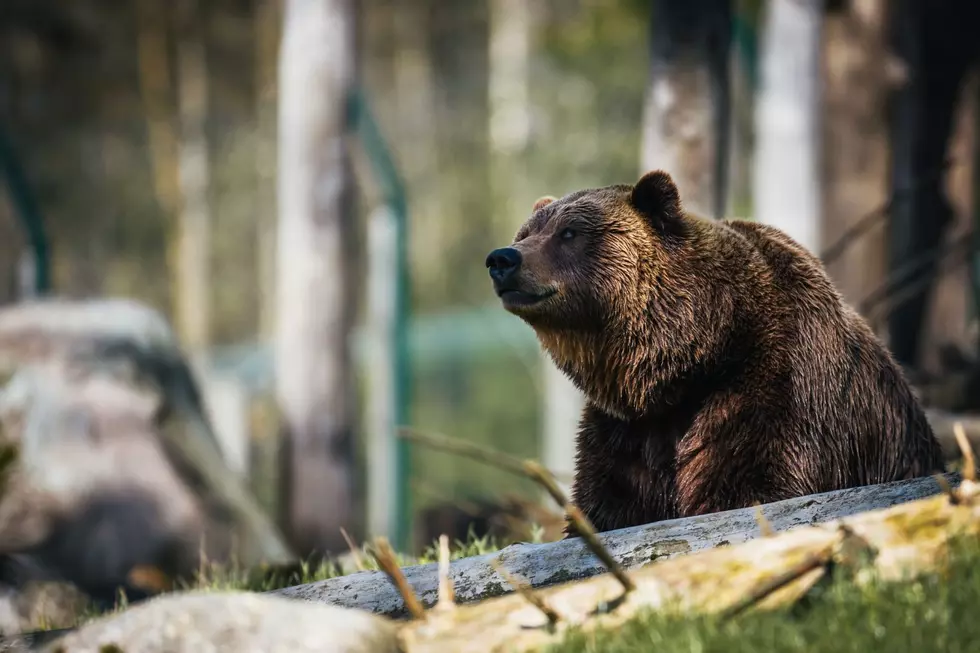 Montana FWP Warns Missoula Residents to be ‘Bear Aware’