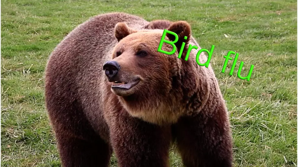 Bears with bird flu? It’s happened in Montana