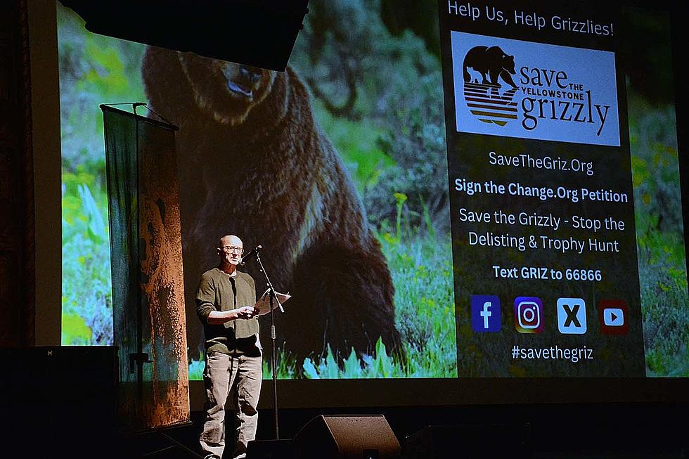 Missoula turns out for grizzly bear documentary