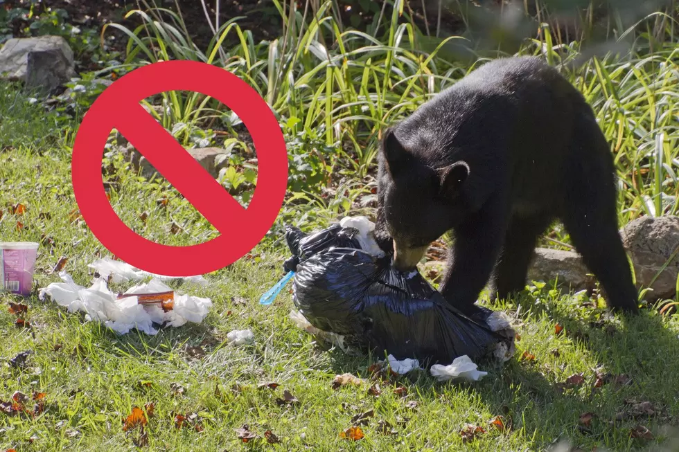 Essential Guide: Staying Bear Aware In Montana This Spring