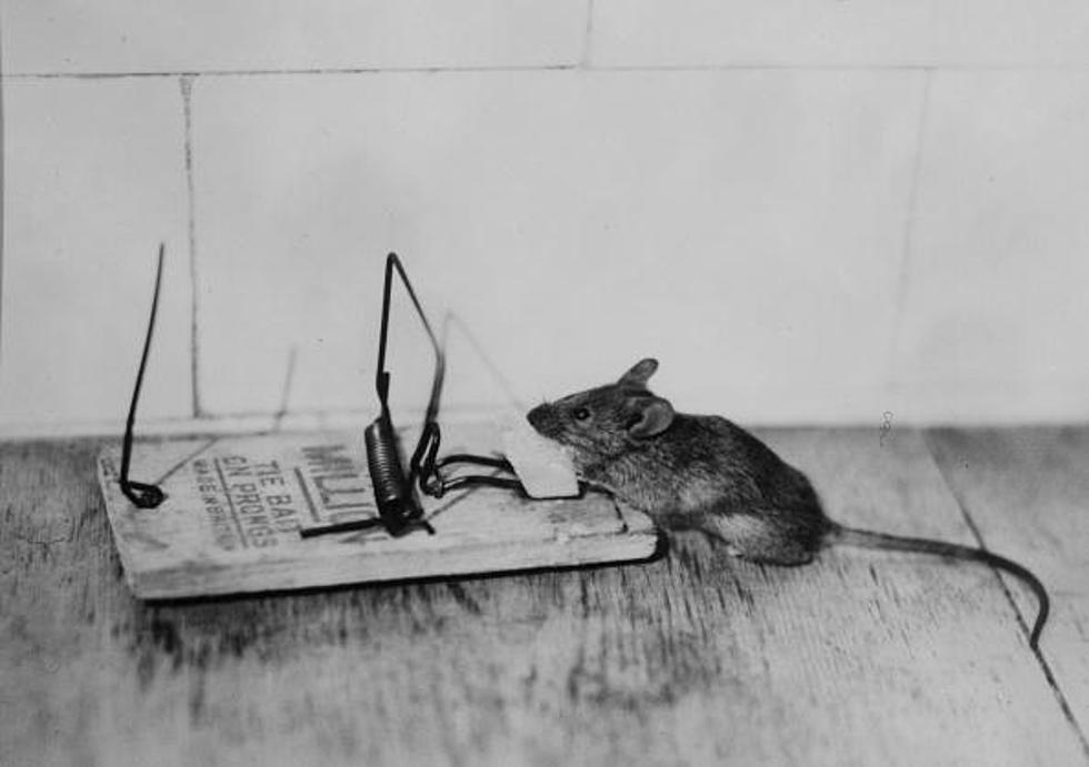 The Mouse Saga – A True Story