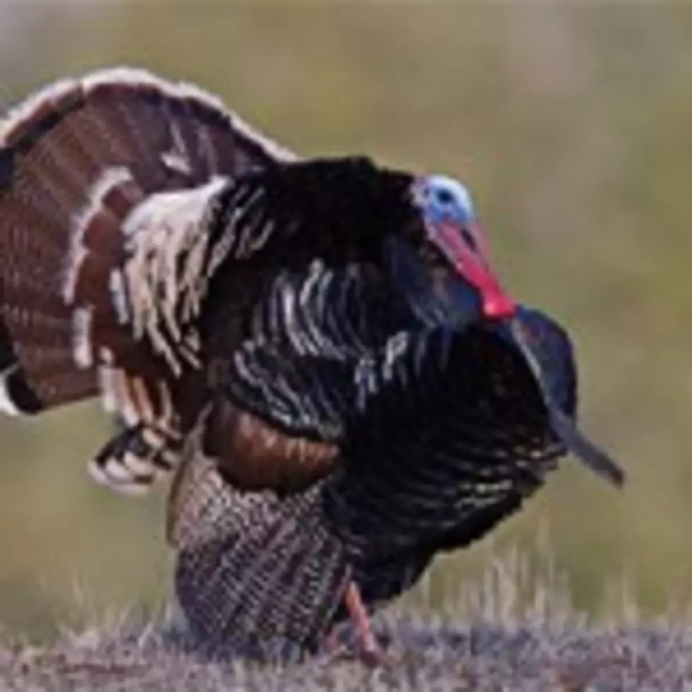 Spring Turkey Permit Deadline Approaching