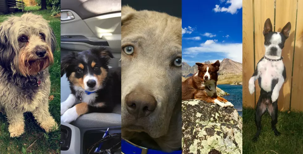 Who Will Win Bozeman’s Best Dog Contest 2016?