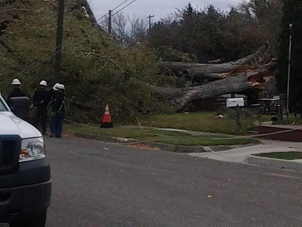 Livingston Power Knocked Out by Tree