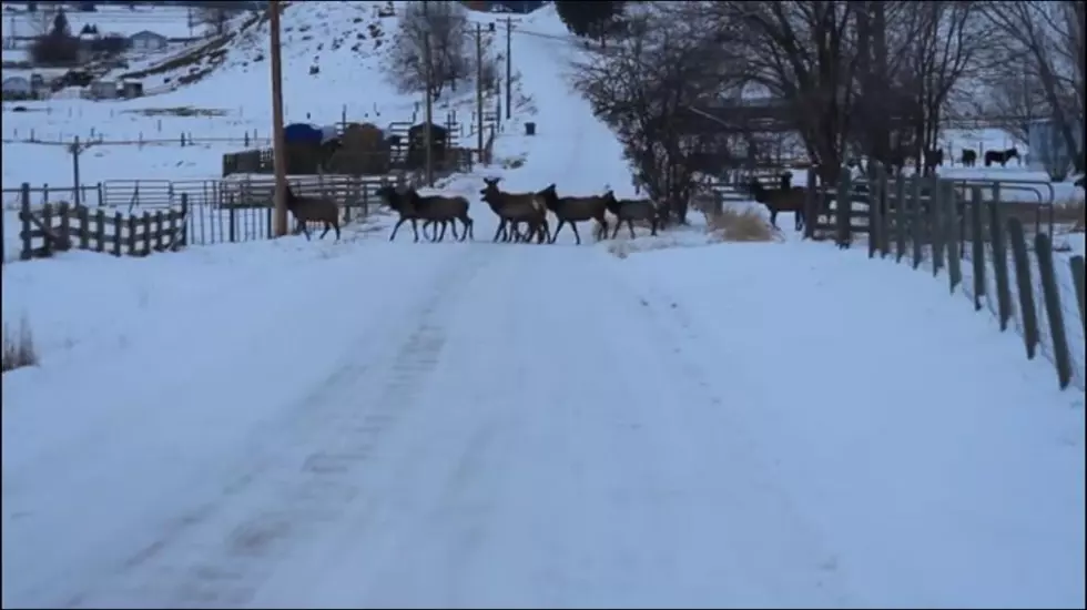 This is What a Montana Traffic Jam Looks Like [WATCH]