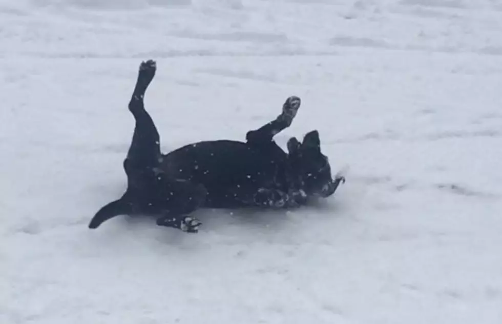 Jesse’s Dog Galena Sure Does Love it in Montana [WATCH]
