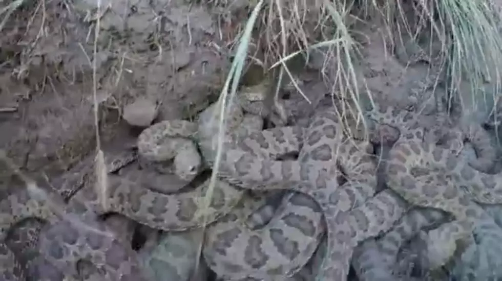 Montana Man Drops GoPro in Rattlesnake Den [WATCH]