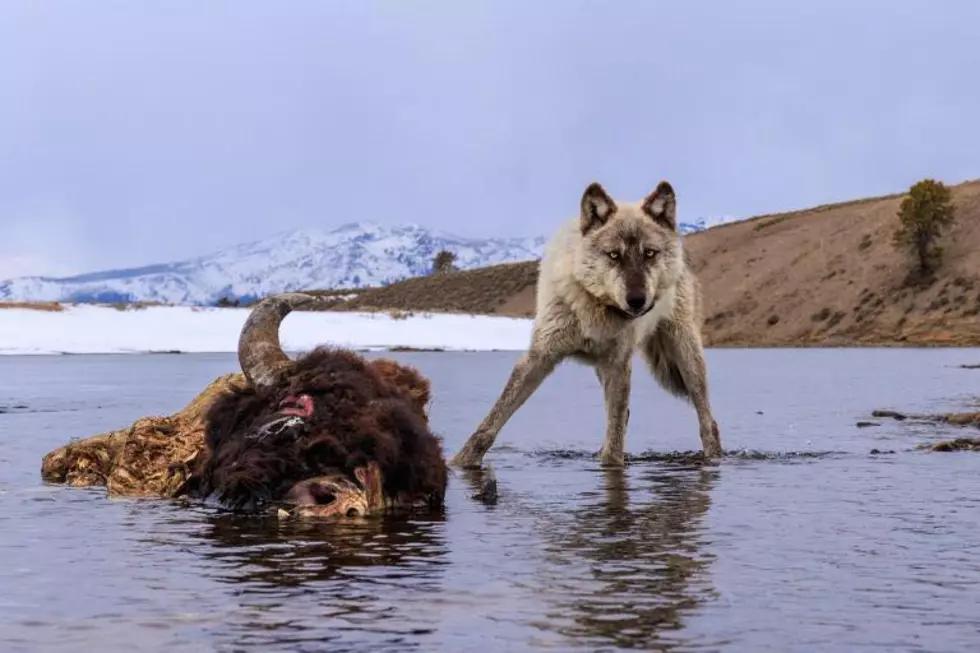 Wild Predators Devour Bison Carcass in Yellowstone [WATCH]