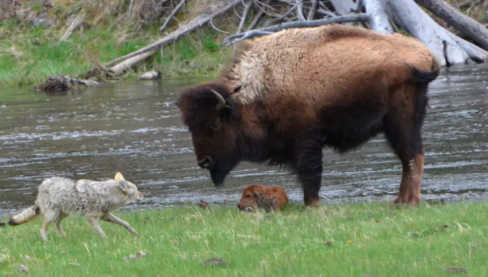 Bison Protects Calf From Coyote