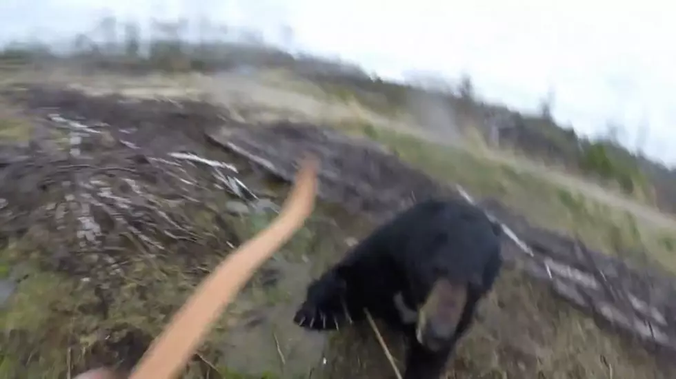 Intense Bear Attack Caught on Video [WATCH]