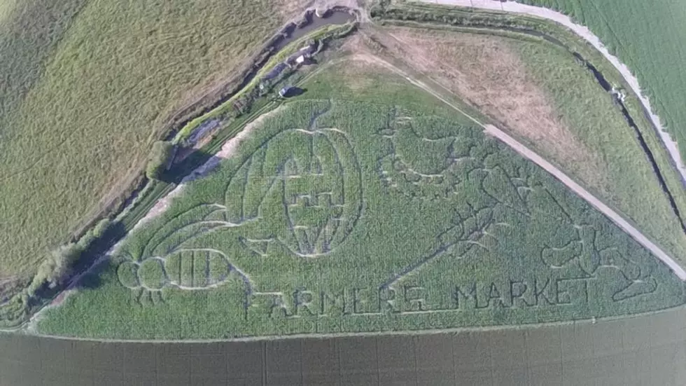 Get Lost in the Montana Corn Maze