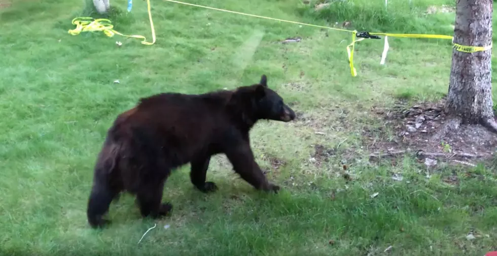 Black Bear Visits Bozeman Neighborhood