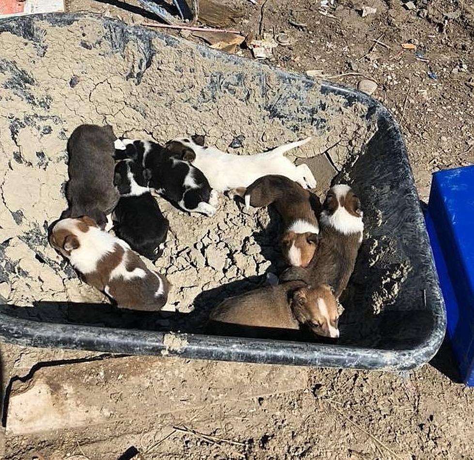 Puppies Found Abandoned in Wheelbarrow at Montana Dump