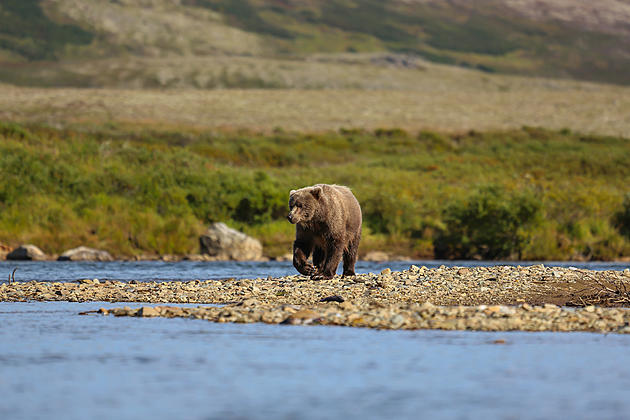 How Common is It to See a Grizzly Bear in Montana?