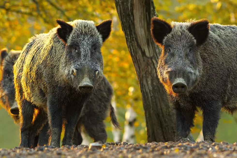 MT Officials Prep for Possible Feral Hog Invasion