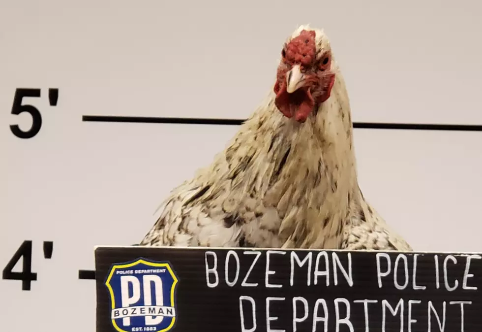 Fowl Situation Handled by Bozeman Police