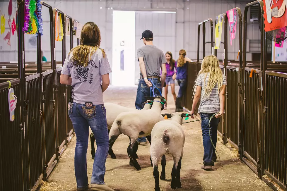 Gallatin County 4-H Livestock Auction Is Friday