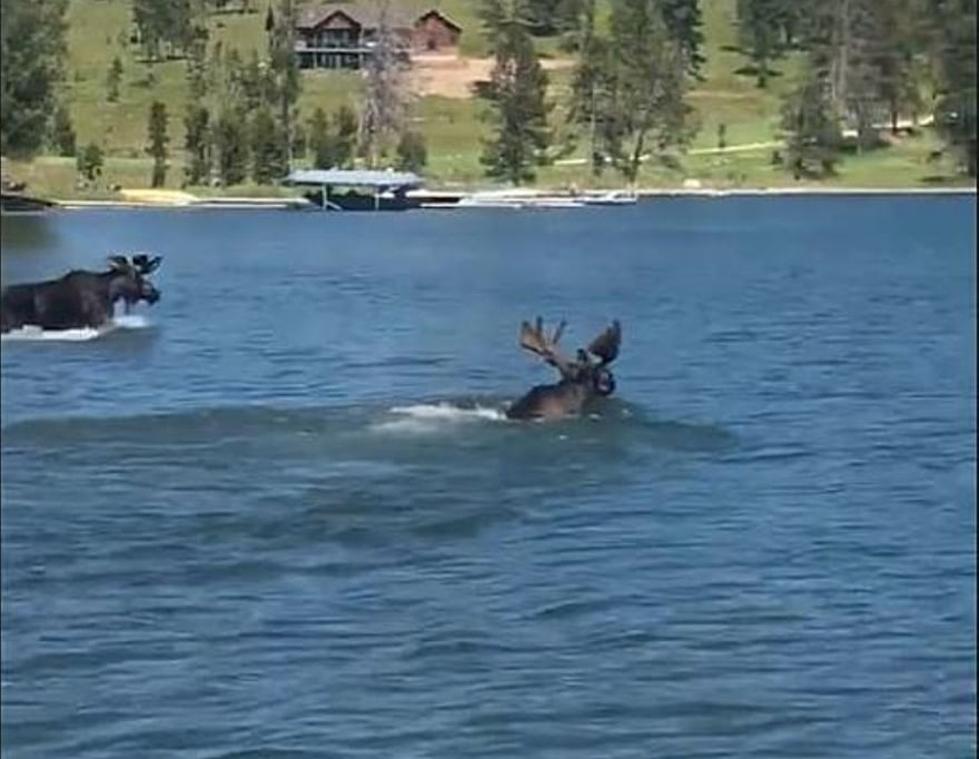 Watch As Two Bull Moose Play In a Lake In Southwest Montana