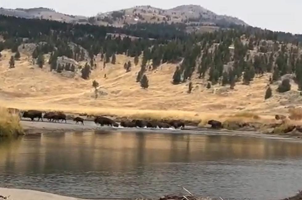 Bozeman Family Captures Video of Stampeding Buffalo Herd