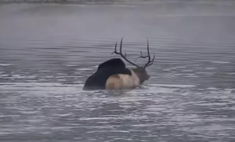 Nature in Action: Watch Grizzly Kill Bull Elk