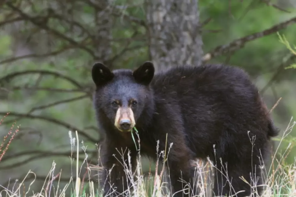 Black Bear Caught on Video Near the "M" Trail