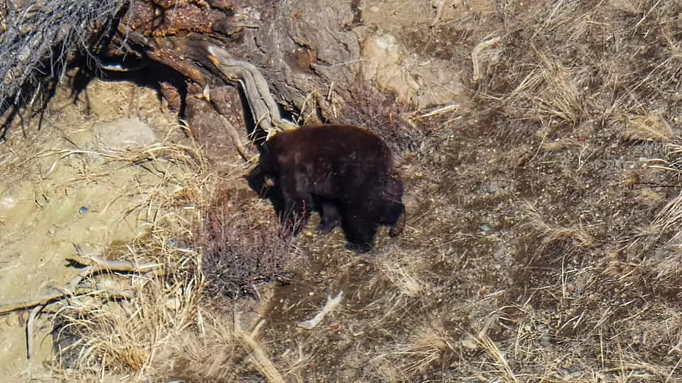 Hiker Surprised to See Bear in Yellowstone