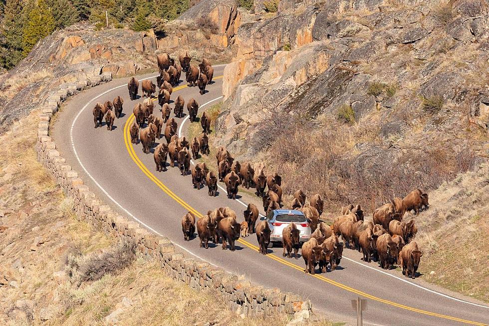 Top 4 Yellowstone Bison Encounters That Make Me Go Hmmm