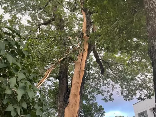 [PHOTOS] Lightning Strikes Tree in Bozeman; Here&#8217;s the Aftermath