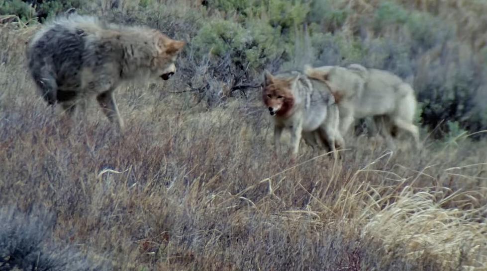 [WATCH] Lone Wolf Fends Off Coyotes for Dead Bison in Yellowstone