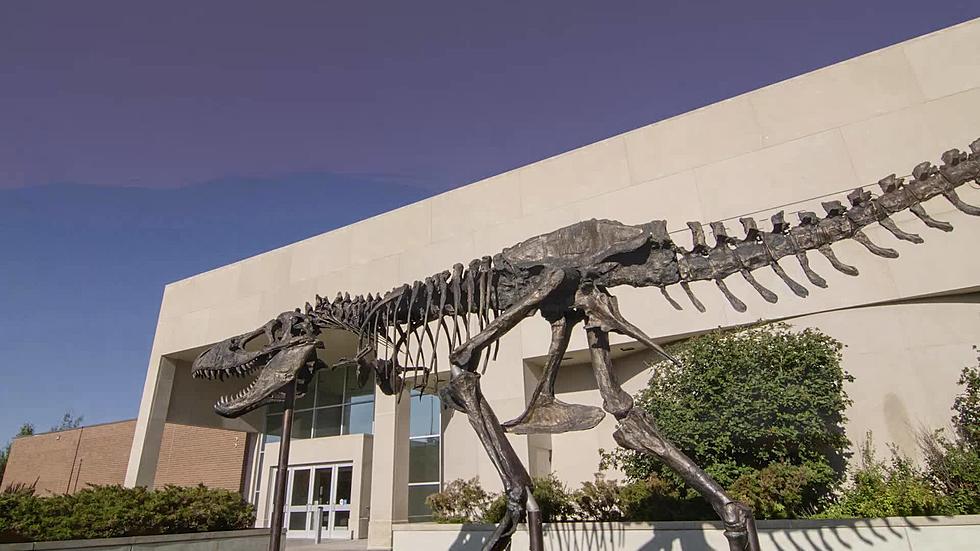 Dinosaurs? Bozeman’s Museum of the Rockies is Tops in the Country