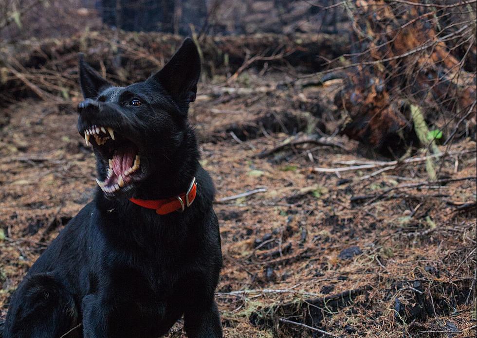 Vicious Dogs In Montana? This Woman&#8217;s Experience Is Heartbreaking