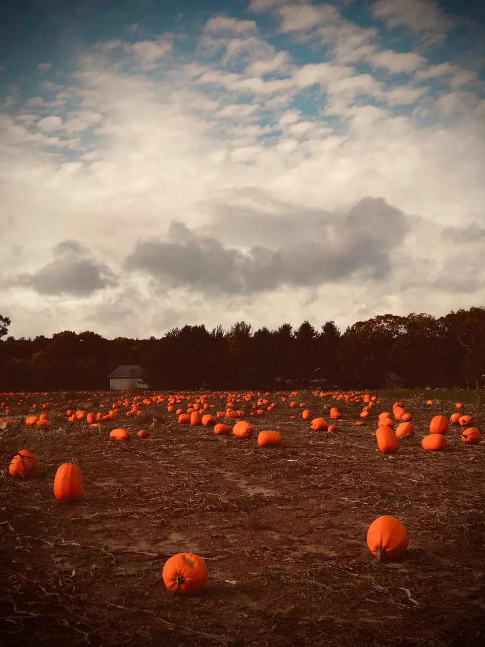 3 Of Montana's Favorite Must See Pumpkin Patches