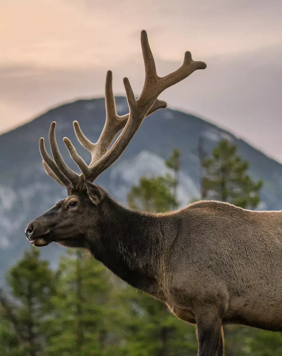 Montana Bull Elk Shows SUV Who Is In Charge. Watch Video Here!