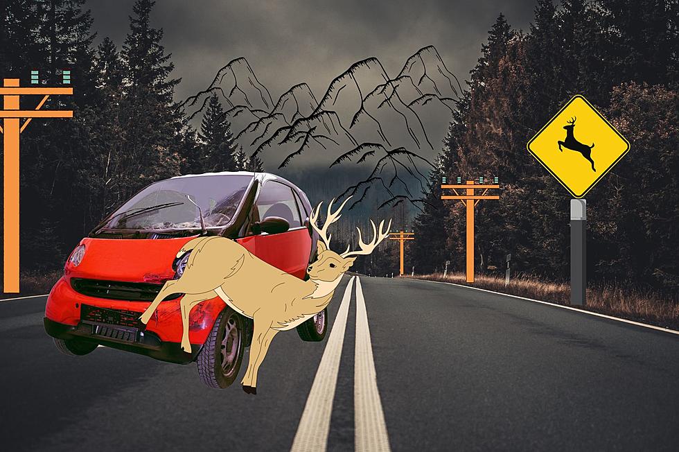 How Many People Actually Hit A Deer In Montana While Driving?