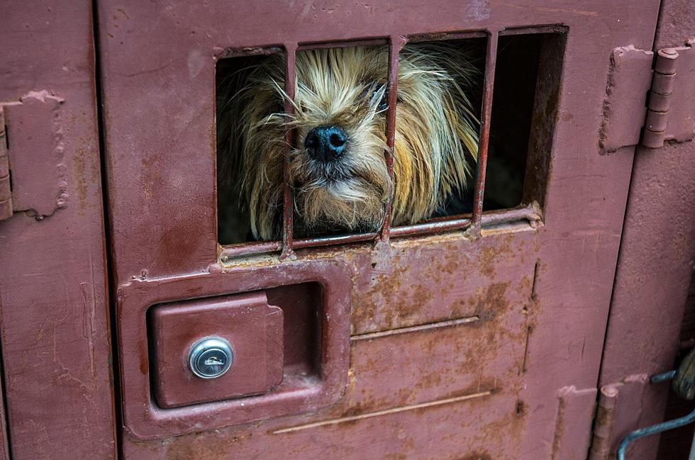 Montana Man’s Dog Hoarding Nightmare: 60 Dogs Rescued From Hell