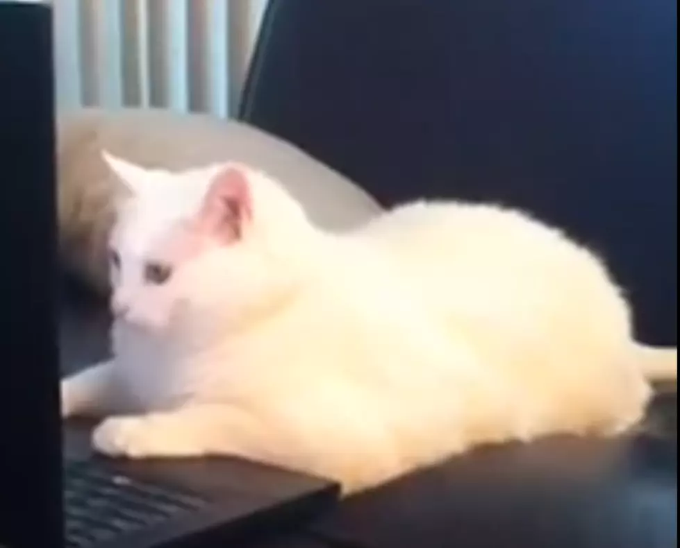 This Could Be the Greatest “Cat Learning to Twerk” Vine Video You Will Ever See