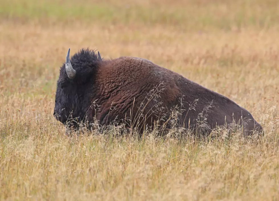 Yellowstone Begins Capturing Bison to Control Herd Numbers